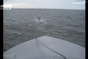 Swan Attack: Pictures